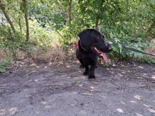 Matteo, aufgeweckter Hundejunge, ca. 9 M