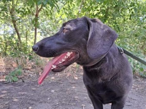 Matteo, aufgeweckter Hundejunge, ca. 9 M