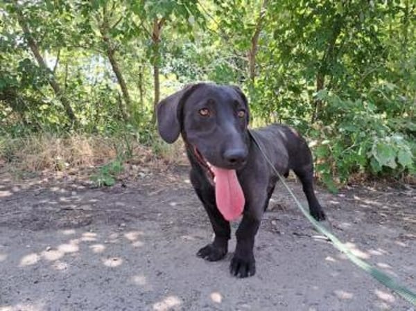 Matteo, aufgeweckter Hundejunge, ca. 9 M