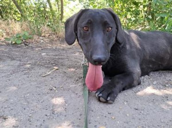 Matteo, aufgeweckter Hundejunge, ca. 9 M