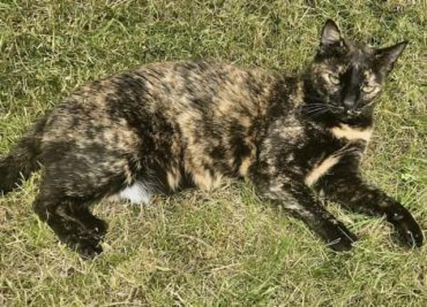 Sabrina, sanfte Katzendame, ca. 5 Jahre