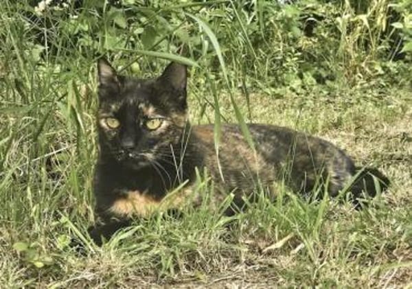 Sabrina, sanfte Katzendame, ca. 5 Jahre