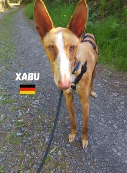 Xabu - Bildschöner Podenco