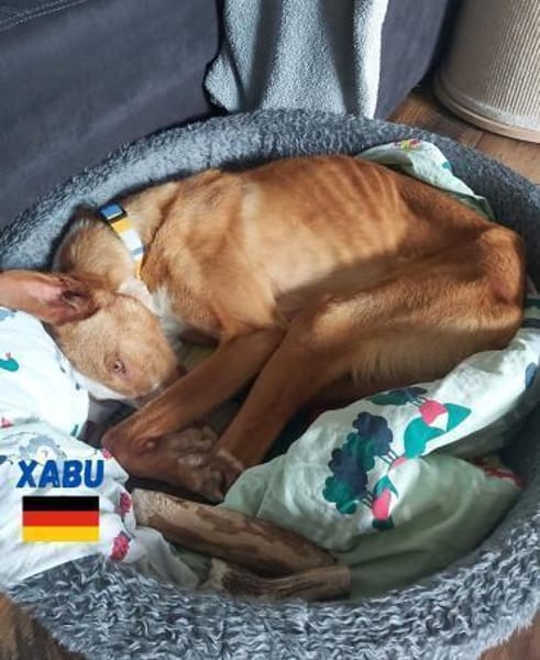Xabu - Bildschöner Podenco