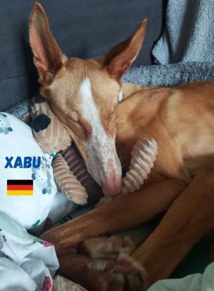 Xabu - Bildschöner Podenco