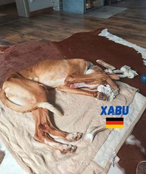 Xabu - Bildschöner Podenco