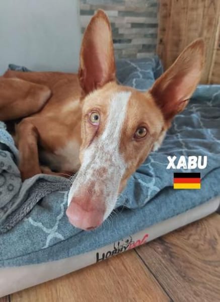Xabu - Bildschöner Podenco
