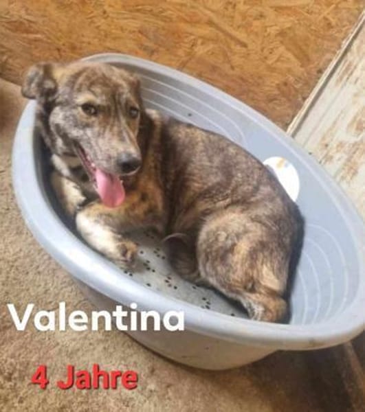 Valentina 💛💛💛 verschmust, anhänglich