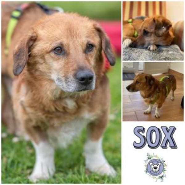 SOX *liebt Menschen, möchte dabei sein
