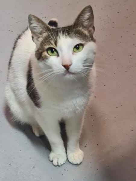 Griss - Glückkatze sucht ihr Familie