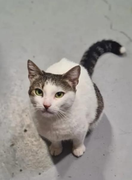 Griss - Glückkatze sucht ihr Familie