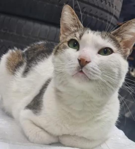 Griss - Glückkatze sucht ihr Familie