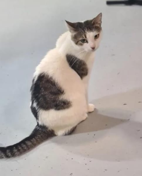 Griss - Glückkatze sucht ihr Familie