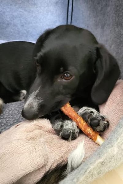 Pebbles, kleiner Welpe sucht sein Glück