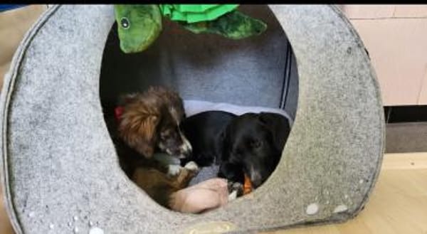 Pebbles, kleiner Welpe sucht sein Glück