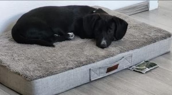 Pebbles, kleiner Welpe sucht sein Glück
