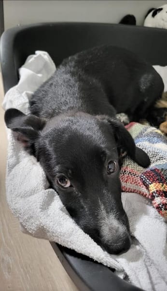 Pebbles, kleiner Welpe sucht sein Glück
