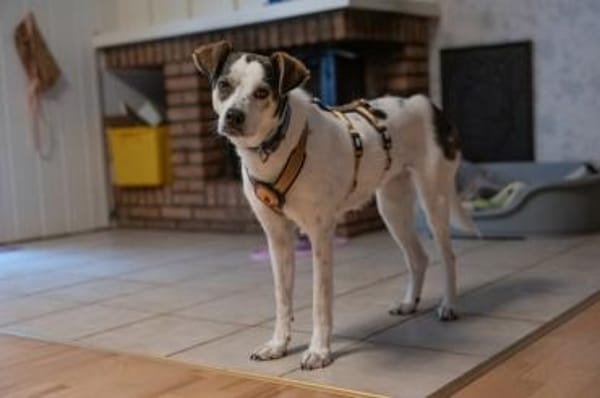 Hündin Elsa sucht eigenes Zuhause