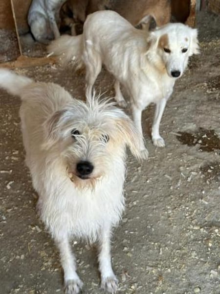 Lana, sucht dringend ein Zuhause