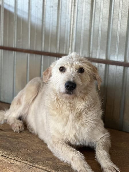 Lana, sucht dringend ein Zuhause