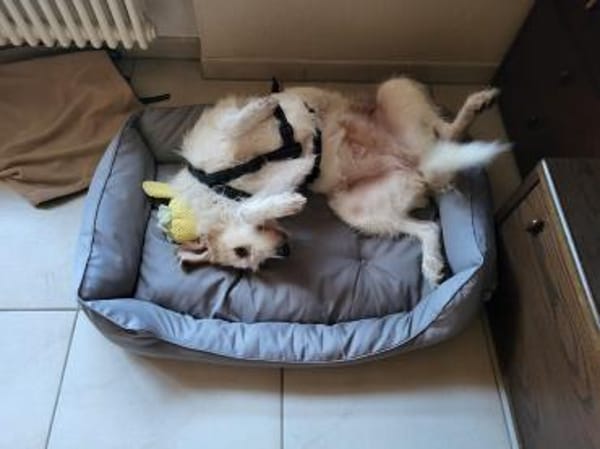 Lana, sucht dringend ein Zuhause