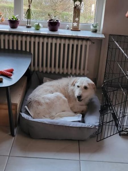 Lana, sucht dringend ein Zuhause