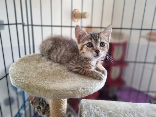ARTEMIS