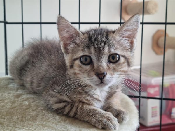 ARTEMIS