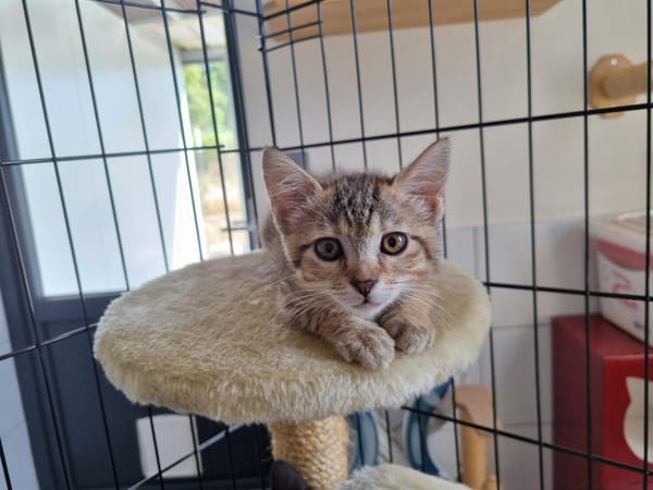 ARTEMIS