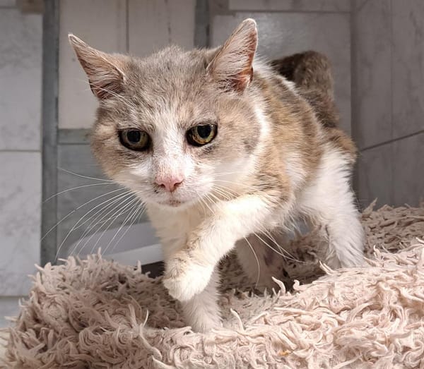 MIMI