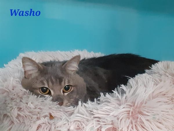 Washo