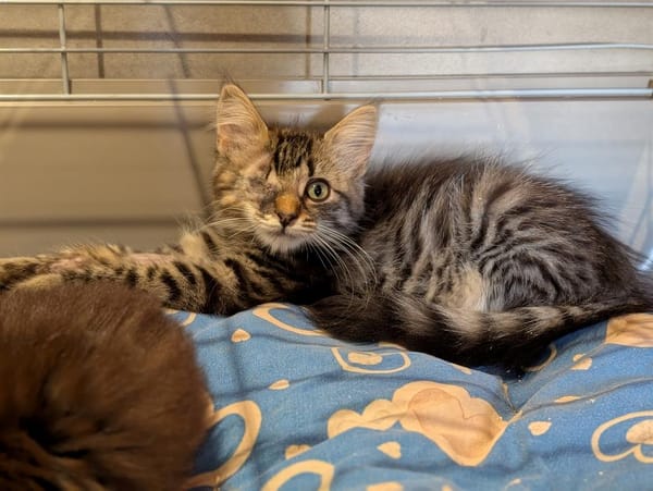 JULBA (FIV+)