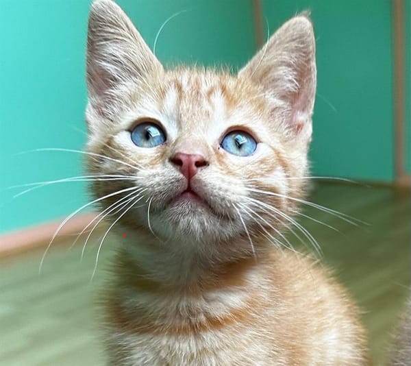 NACHO