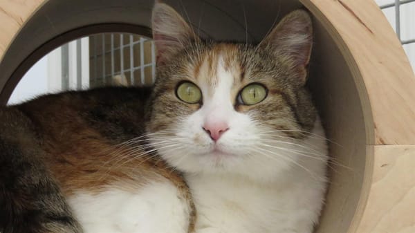 MINETTE