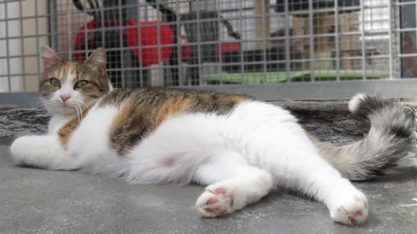 MINETTE