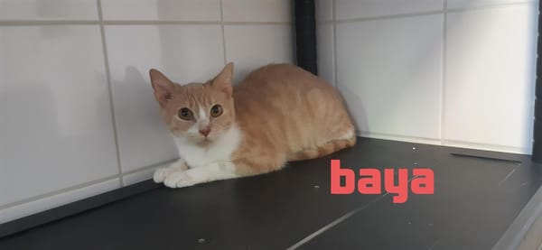 BAYA