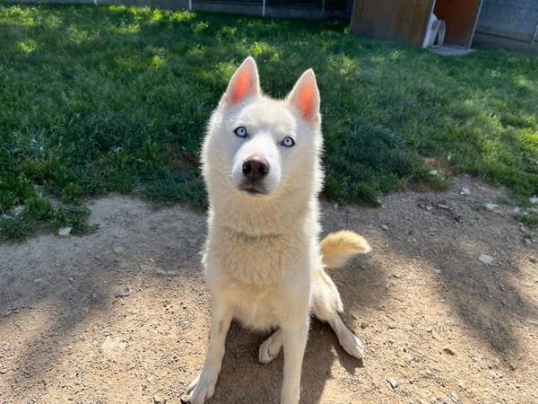 LASKA