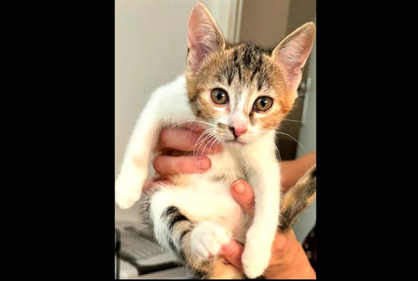 Artémis [Chaton]