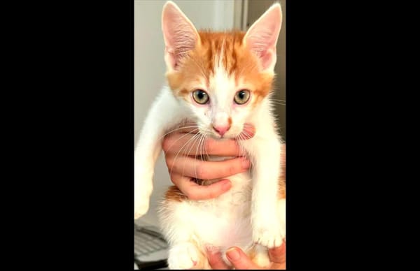 Sheeran [Chaton]