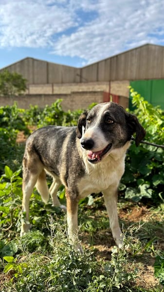 LOLA  (Animalea)
