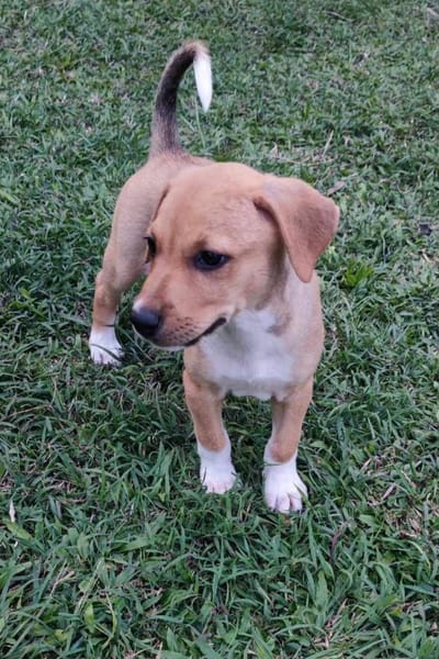Théa, femelle berger, née le 25/03/2025 🐶