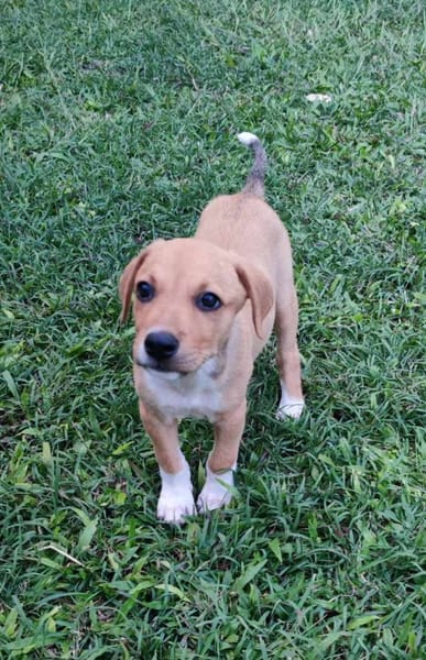 Théa, femelle berger, née le 25/03/2025 🐶