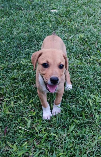 Théa, femelle berger, née le 25/03/2025 🐶