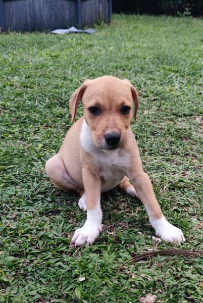 Théa, femelle berger, née le 25/03/2025 🐶