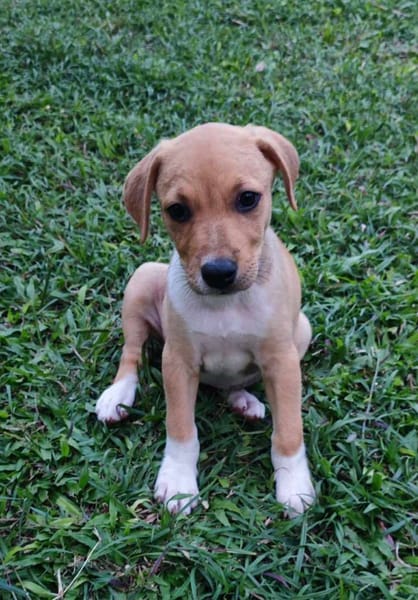 Théa, femelle berger, née le 25/03/2025 🐶