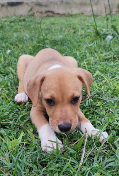 Théa, femelle berger, née le 25/03/2025 🐶