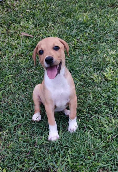 Théa, femelle berger, née le 25/03/2025 🐶
