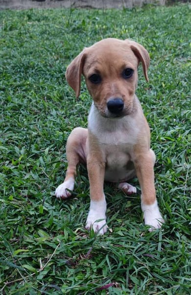 Théa, femelle berger, née le 25/03/2025 🐶