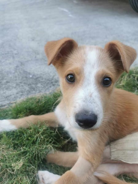 Ren, l'adorable x berger