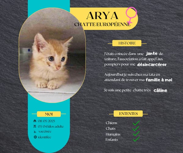 Arya, la belle minette
